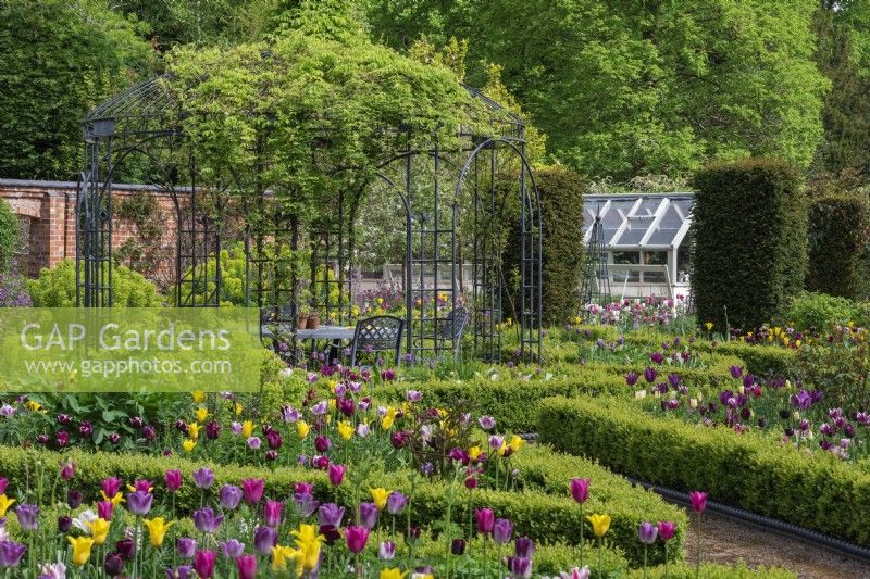 A Victorian walled garden has a central arbour, around which a formal arrangement of differently shaped, box edged beds emanate: planted with tulips, honesty, euphorbia and leafy perennials. Yew columns add permanence.