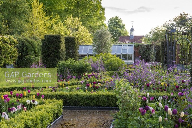 In a Victorian walled garden, an old glasshouse is seen over a formal arrangement of beds filled with purple honesty, tulips, euphorbia and roses. Yew columns add permanence.