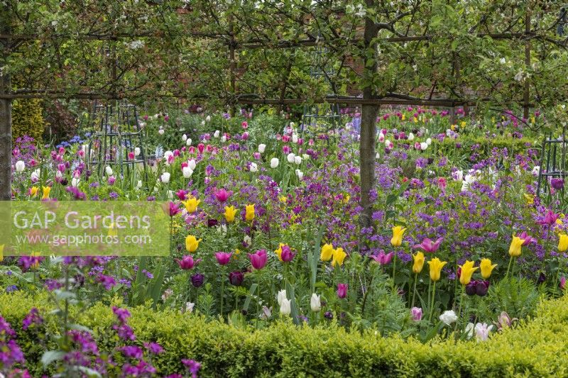 The trunks of pleached 'Evereste' crab apples rise through tulips, camassias and honesty, contained within a rectangular, box edged bed.