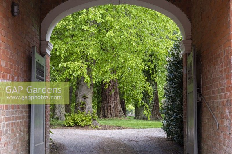 The coach house entrance frames a view of the trunks of old lime trees and giant redwoods.