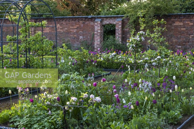 Step-over apple cordons and espaliered apples rest amidst tulips, honesty, camassias and leafy emerging perennials.