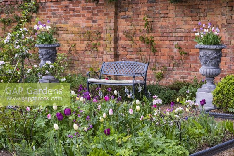 Flanked by tall urns of tulips, a bench is seen over a bed of apple cordons, tulips, honesty and leafy perennials.