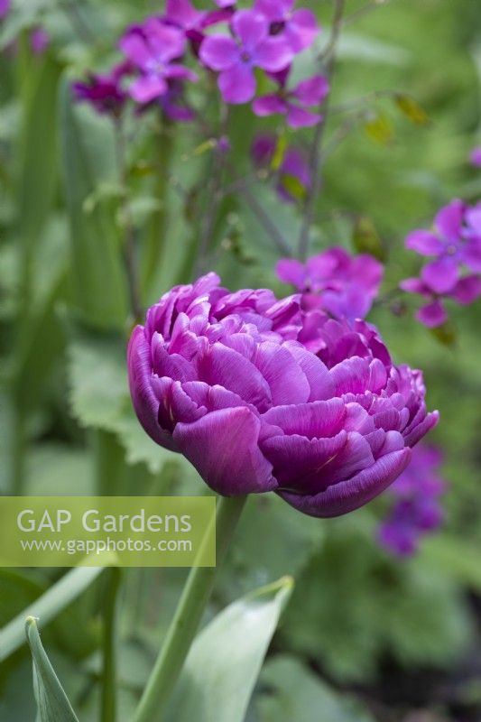 Tulipa 'Blue Diamond', a double late tulip with ruffled, peony style flowers that last well into May