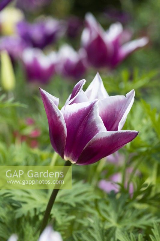 Tulipa 'Ballade', a lily flowered tulip that is fully opened up in the sun, flowering in May.