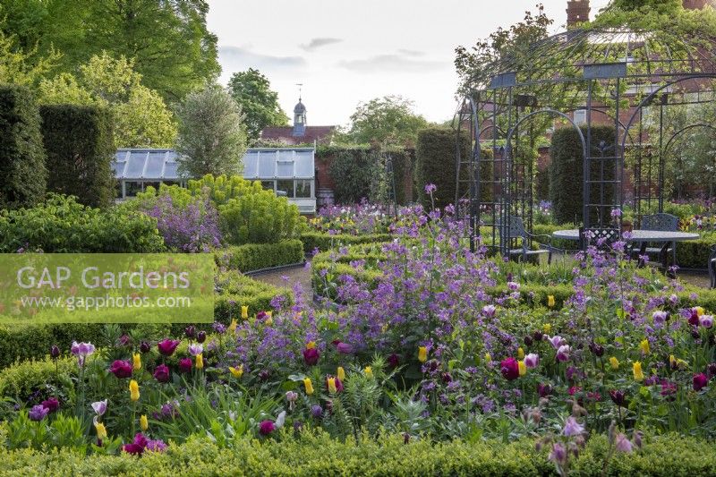 In a Victorian walled garden, a formal arrangement of linear and curving beds are filled with purple honesty, tulips, euphorbia and roses. Yew columns add permanence.