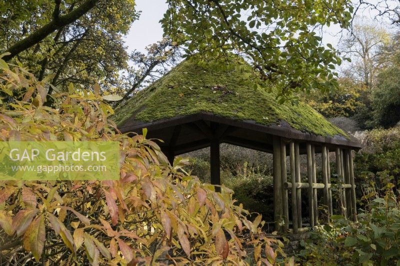 A wooden, moss covered summerhouse peeks from behind the foliage of a tree with leaves in autumn colours in a woodland garden. The Garden House, Yelverton. Autumn, November