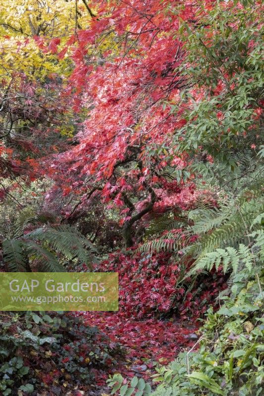A curved path, covered in bright red, fallen acer palmatum leaves, winds through a ravine with ferns lining either side and a tiny rivulet runs to the right of the path. The Garden House, Yelverton. Autumn, November