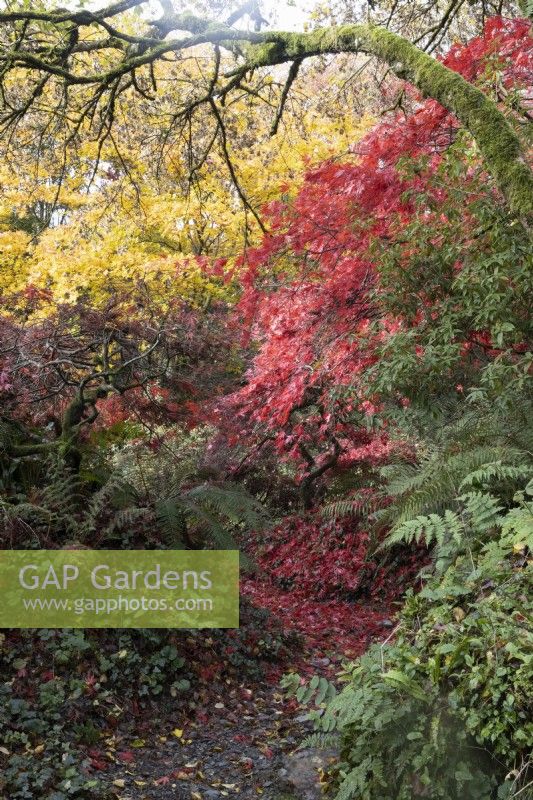 A curved path, covered in bright red, fallen acer palmatum leaves, winds through a ravine with ferns lining either side and a tiny rivulet runs to the right of the path. The Garden House, Yelverton. Autumn, November