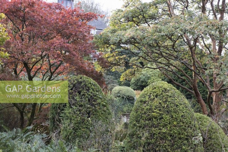 A variety of trees and shrubs including acer palmatums and topiary trimmed hedges at The Garden House, Yelverton. Autumn, November