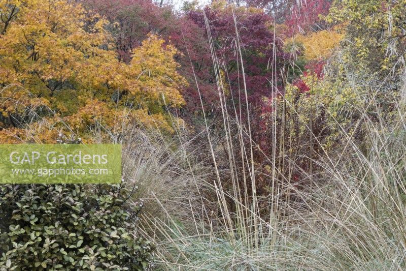 A variety of autumn foliage with ornamental grasses in the foreground and a variety of shrubs and trees with varying autumn colours in the background. The Garden House, Yelverton. Autumn, November