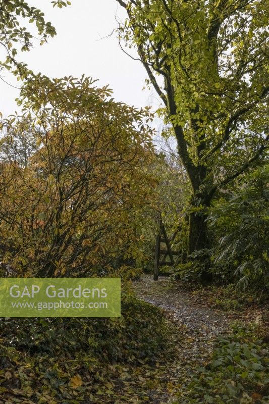A path covered in autumnal fallen leaves leads to an open wooden gate with trees in various stages of autumn colour around it. The Garden House, Yelverton. Autumn, November