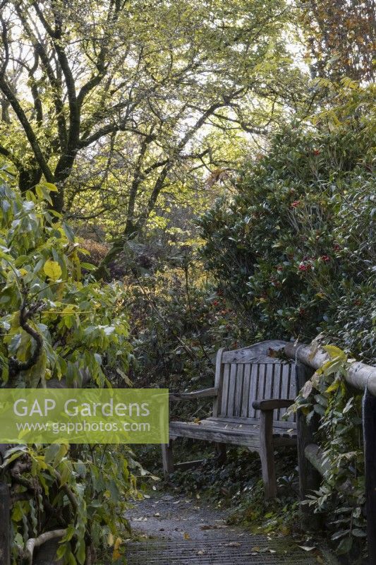 A wooden bench, on a bend, beside a narrow path through shrubs and trees. The Garden House, Yelverton. Autumn, November