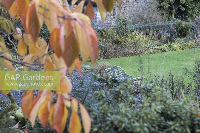 A view down to a lichen covered bench on the Bowling Green Terrace, with Prunus Taihaku autumn foliage in the foreground. Close up. The Garden House, Yelverton. Autumn, November