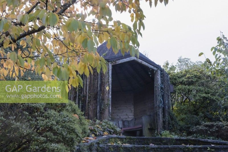 Steps lead up to a rustic wooden summerhouse with a Prunus Taihaku to the left with autumn foliage. The Garden House, Yelverton. Autumn, November
