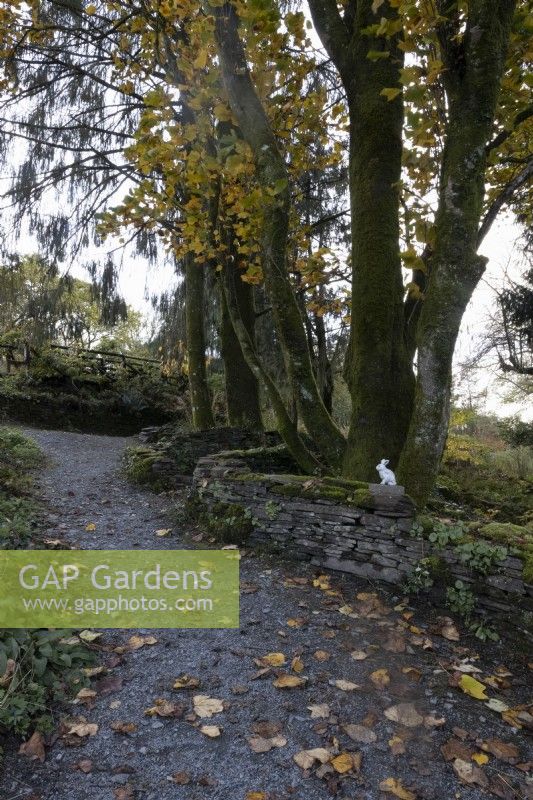 A curving gravel path leads up past a curving stone wall with a large Liriodendron tulipfera fastigiatum, tulip tree, beside the wall with autumn foliage. The Garden House, Yelverton. Autumn, November