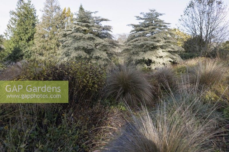 A view of two Cornus contrversa variegata in the background with ornamental grasses in the foreground.  The Garden House, Yelverton. Autumn, November