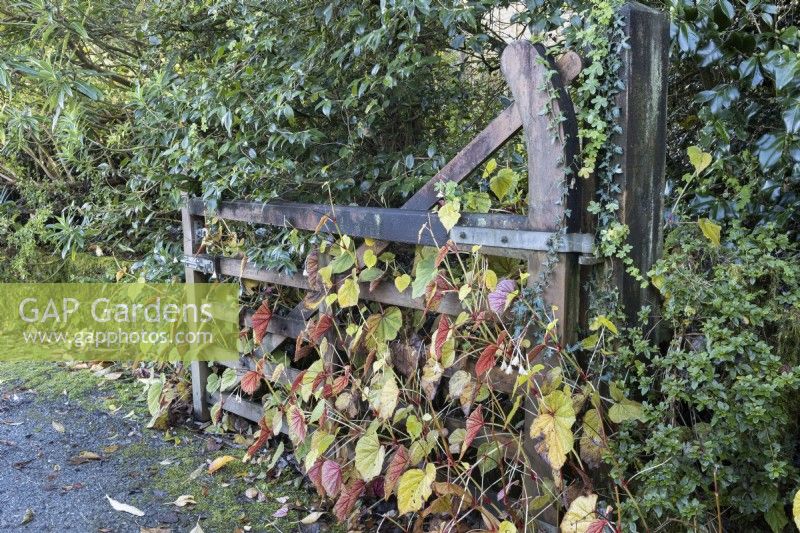 A wooden gate, opened against a hedge, has Begonia grandis evansiana growing through it, with autumnal foliage and colour. The Garden House, Yelverton. Autumn, November