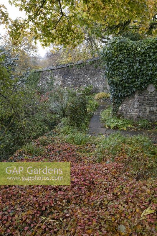 A swathe of Geranium Phaeum Maragret Wilson, with a high stone wall with ivy in the background and a tree with autumn foliage. November. Autumn. The Garden House, Yelverton. 