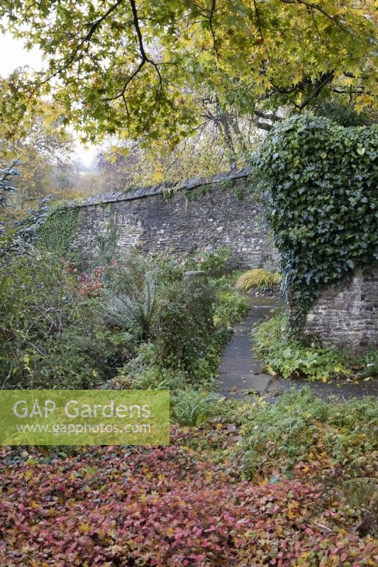 A swathe of Geranium Phaeum Maragret Wilson, with a high stone wall with ivy in the background and a tree with autumn foliage. November. Autumn. The Garden House, Yelverton. 