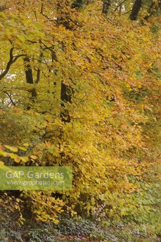Fagus sylvatica - Beech trees autumn colour in mid November