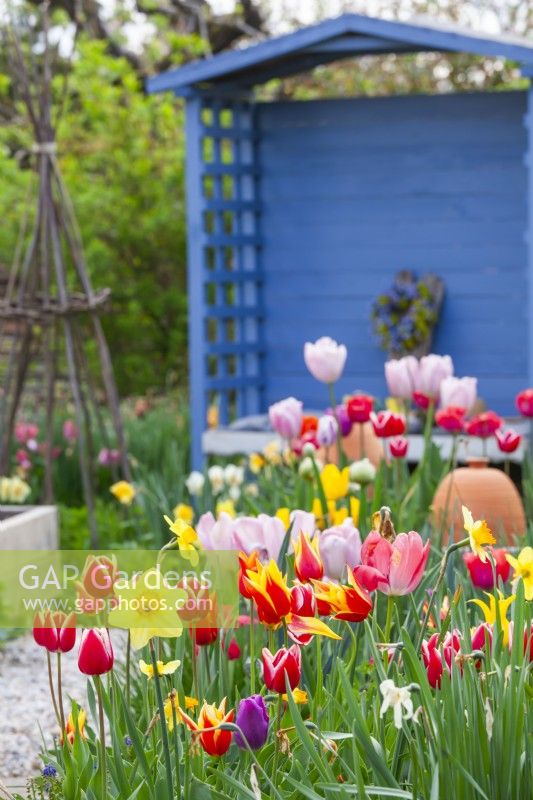 Spring border with tulips and daffodils with blue gazebo in the background.

