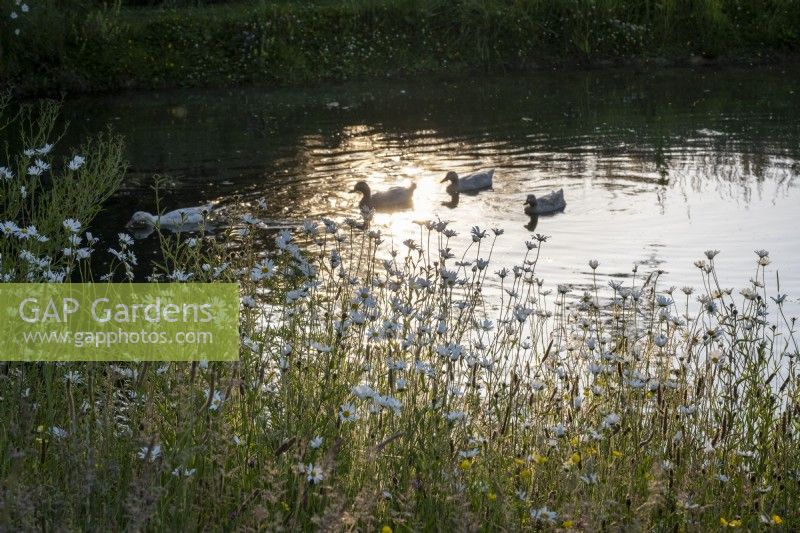Family of ducks on a peaceful pond at dusk, Ox Eye Daisies in the foreground.