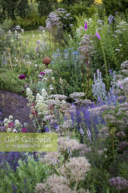 Drifts of Valeriana officinalis amongst Centranthus ruber and Nepeta in informal cottage style borders