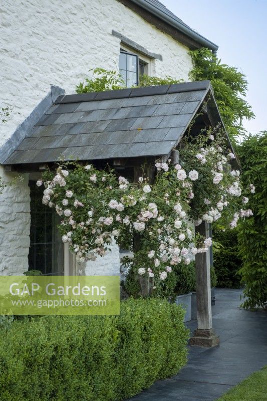 Rosa 'New Dawn' climbs over a tiled porch on an old cottage