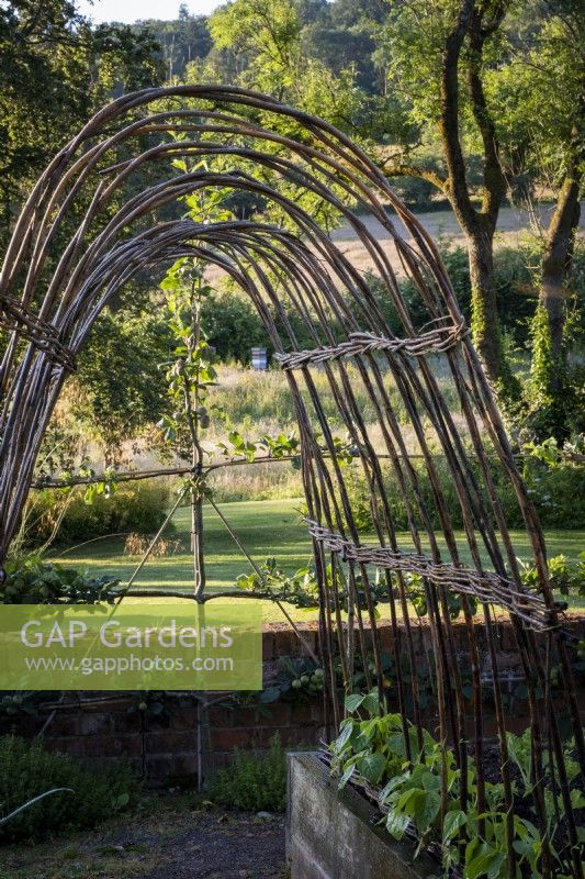 Willow hoop plant supports for runner beans in country vegetable garden