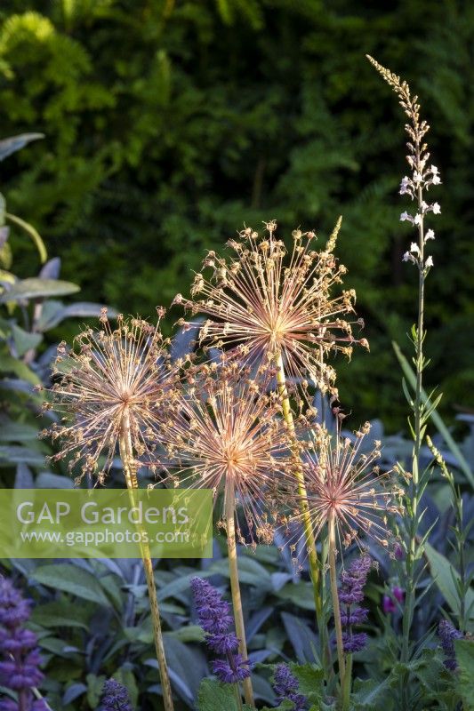 Allium seed heads with Linaria 'Canon Went' and Sage behind in summer border