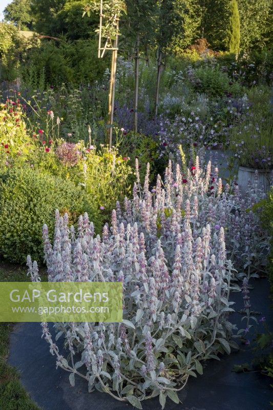 Stachys byzantina, Lamb's Ears in drift through summer borders, with Knautia macedonica and