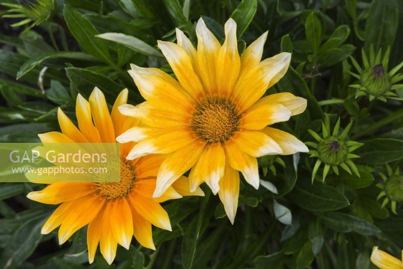 Gazania rigens 'Zany Sunny Side Up' - Treasure Flower in summer.
