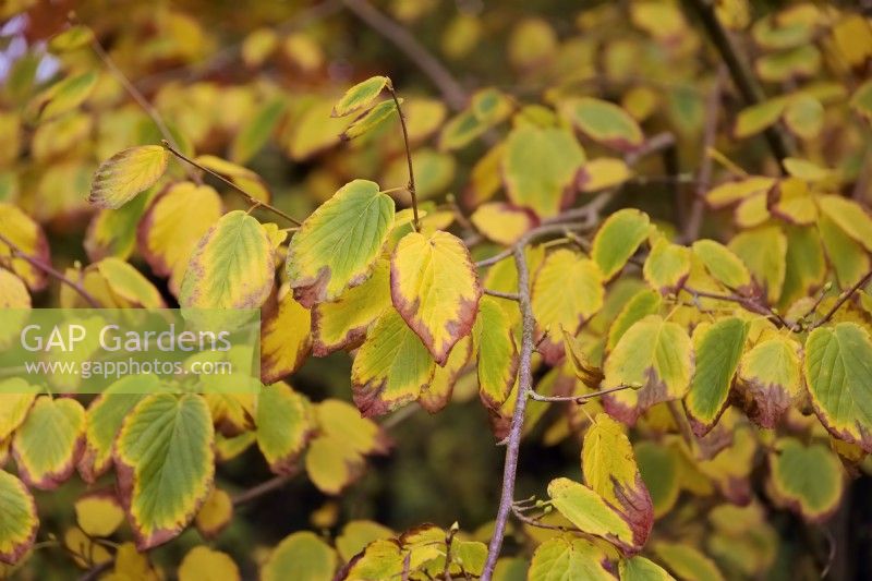 Corylopsis sinensis var. calvescens f. veitchiana - Chinese winter hazel -  autumn colour  in mid November