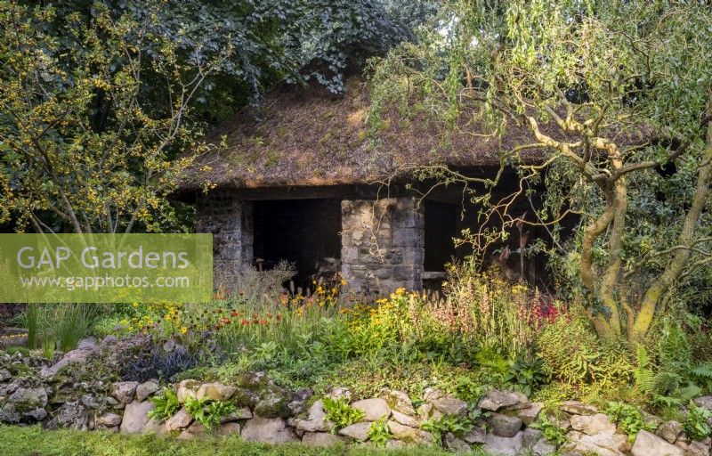 Drystone wall with Asplenium scolopendrium - old stone building with thatched roof - Salix x sepulcralis 'Erythroflexuosa', Malus 'Winter Gold' crab apple and mixed planting perennial border with Digitalis, Crocosmia, Echinacea and Helenium