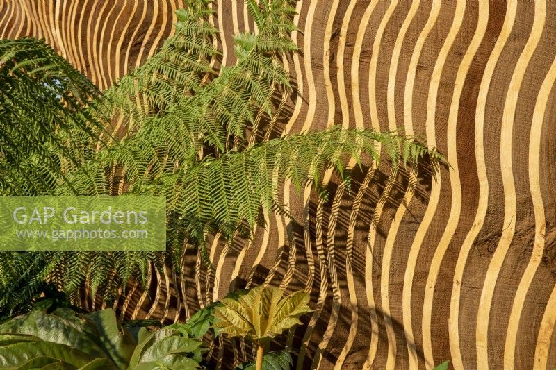 Sustainably sourced oak fence with Dicksonia antarctica - Australian tree fern 