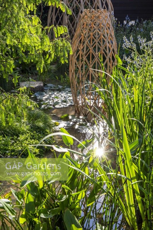 Modern contemporary geodesic laminated structure made from Moso bamboo with a Metasequoia glyptostroboides - dawn Redwood tree branches beside a pond with mixed planting of aquatic and marginal plants - Thalia Dealbata, Pontederia cordata