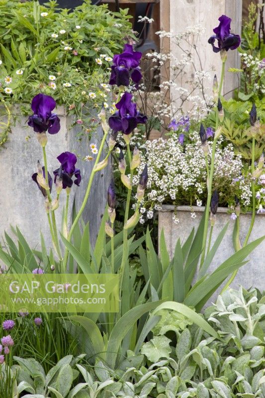 Iris germanica 'Draco' in a flowerbed with Allium schoenoprasum - Chives and galvanised metal containers with mixed planting perennials Erigeron karvinskianus - Mexican Fleabane - 