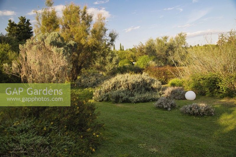 Mediterranean garden view with mass planting of drought tolerant plants, bushes and trees, the lawn with Ground cover of Lippia nodiflora var. canescens, different species of Lavandula, Hypericum balearicum on foreground and decorative elements as white balls.

Italy, Tuscan Maremma, Orbetello
Autumn season, October
