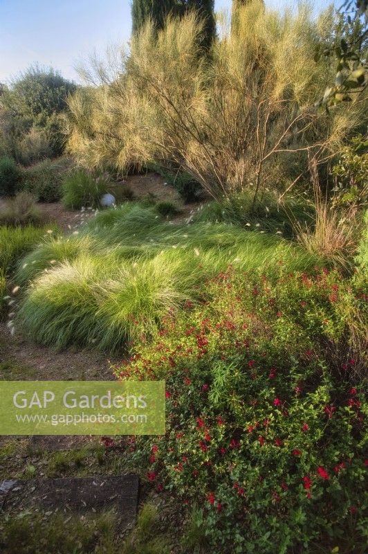 Mediterranean garden view with grassland and mass planting of drought tolerant plants, bushes and trees, grass as Pennisetum villosum, the bush on the right is Spartium junceum, Salvia greggii 'Royal Bumble' is on foreground. 

Italy, Tuscan Maremma, Orbetello
Autumn season, October
