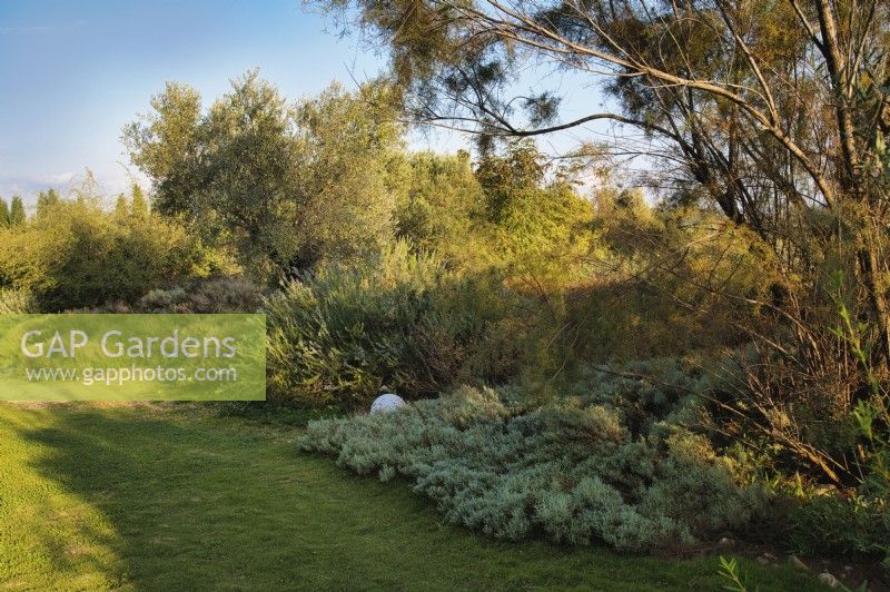 Mediterranean garden view with mass planting of drought tolerant plants, bushes and trees with Tamarix parviflora, Olea europaea or European Olive tree, Santolina chamaecyparissus and Rosmarinus officinalis or Rosmary and decorative elements as white balls. 