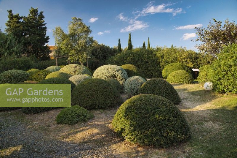 Mediterranean garden view to drought tolerant round shaped topiary with different colored species of Baccharis pilularis, Myrsine africana, Sarcopoterium spinosum, Teucrium azuricum, Elaeagnus ebbindei, Phyllirea angustifolia with central Quercus suber or Cork Oak tree and wooden gazebo on background. 
Italy, Tuscan Maremma, Orbetello
Autumn season, October

