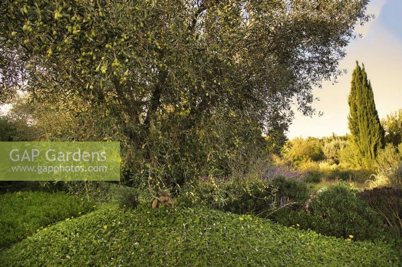 Mediterranean garden with old Olive tree, Olea Europaea.
Ground cover: Arctotheca calendula, Arctotheca prostrata.

Italy, Tuscan Maremma, Orbetello
Autumn season, October
