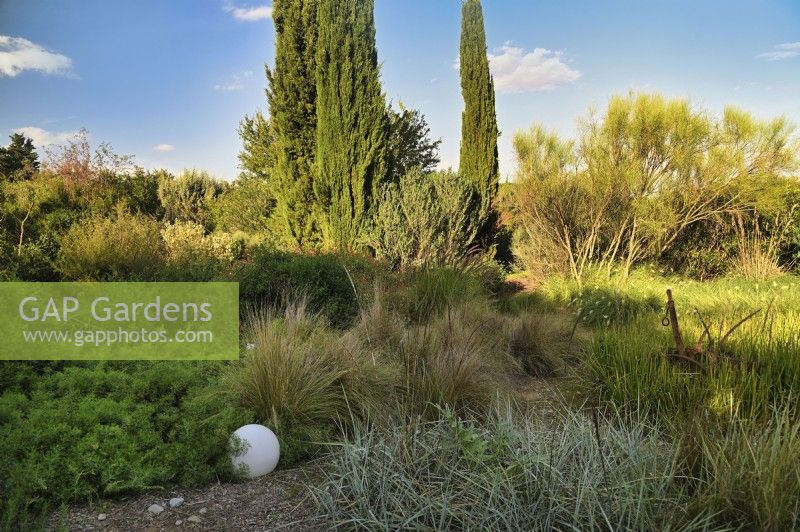Mediterranean garden view with grassland and mass planting of drought tolerant plants, bushes and trees as grass Stipa tenuissima, Pennisetum villosum or Feathertop, Leymus arenarius or Lyme grass, Spartium junceum or Spanish Broom, Cupressus Sempervirens or Italian Cypress and decorative art object as white ball. 
Italy, Tuscan Maremma, Orbetello
Autumn season, October