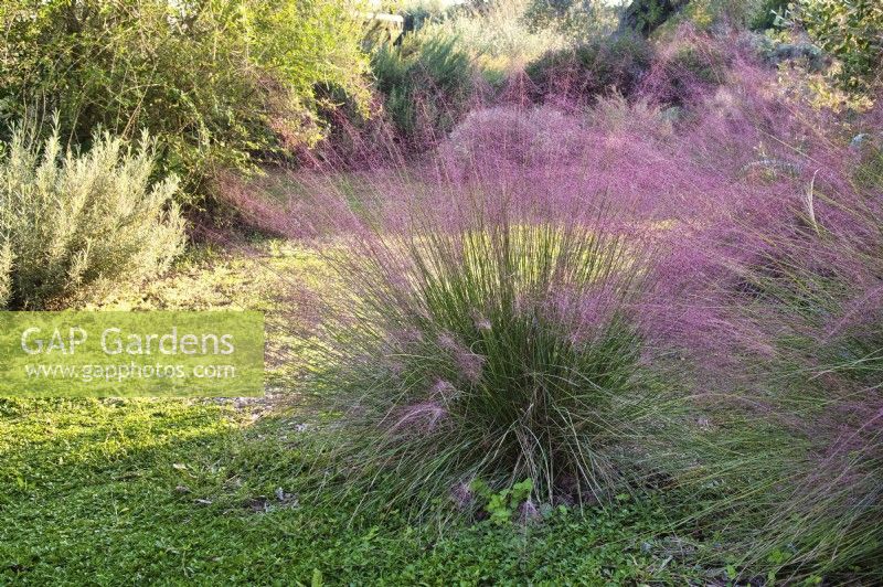 Pink flowering Muhlenbergia capillaris or the hairawn muhly grass in Mediterranean BotanicalDryGarden .
