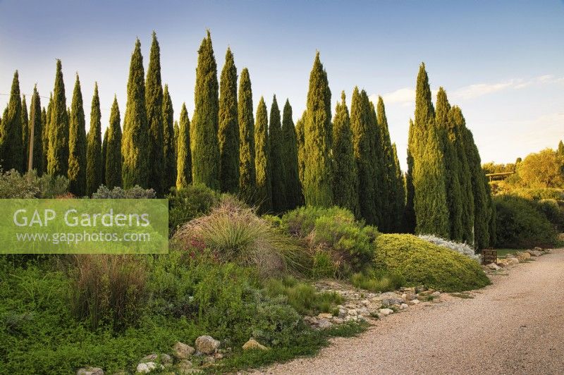 Mediterranean garden view with mix-plants border along a gravel path and with rows of Cupressus Sempervirens or Italian Cypress trees on background. 
Italy, Tuscan Maremma, Orbetello
Autumn season, October
