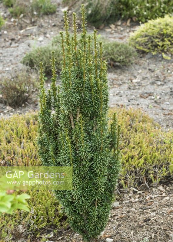 Taxus baccata Moderator, spring March