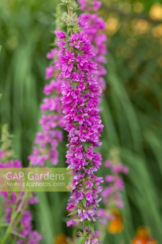 Lythrum salicaria 'Fire Candle', purple loosestrife, an herbaceous perennial with tall spikes of vivid pink flowers from July.