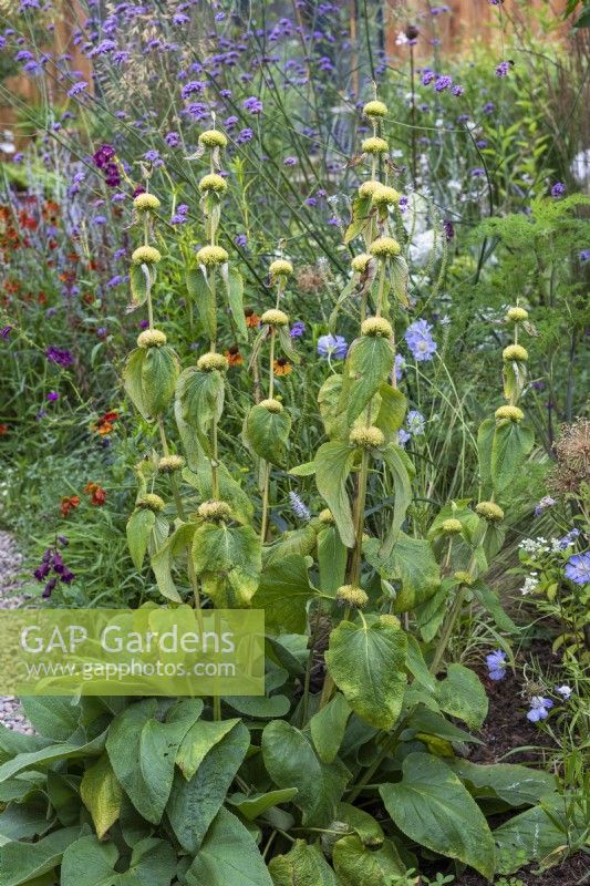 A clump of Phlomis russeliana, Turkish sage, a hairy perennial with stout stems bearing whorls of hooded yellow flowers from July.
