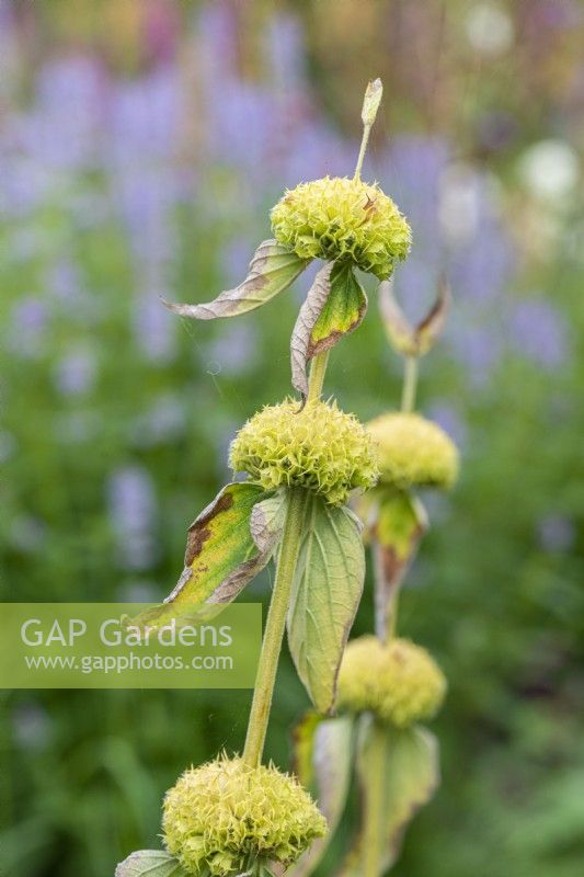 A clump of phlomis russeliana, Turkish sage, a hairy perennial with stout stems bearing whorls of hooded yellow flowers from July.