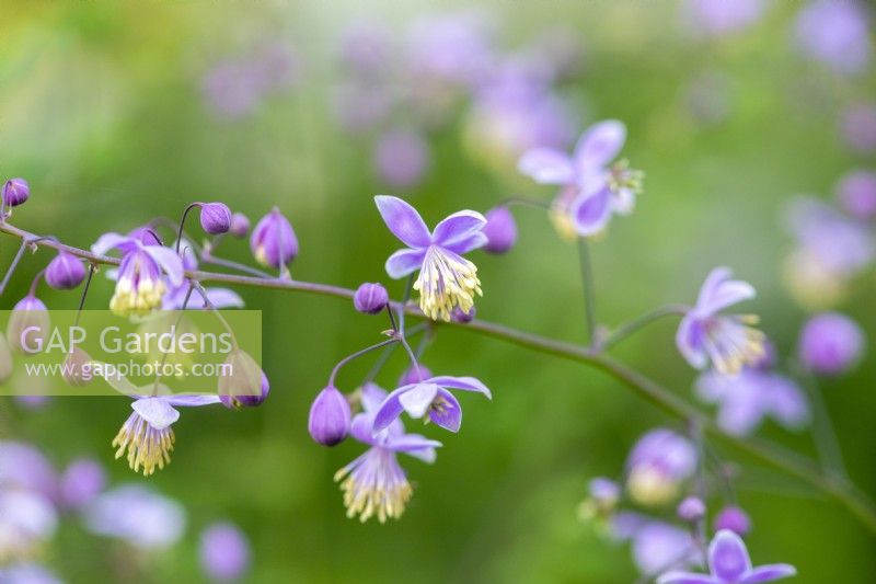 Thalictrum delavayi , meadow rue, a tall herbaceous perennial bearing airy clouds of purple flowers with golden anthers, from June.